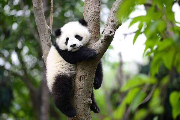 Giant Pandas Are No Longer an Endangered Species, According to Chinese Officials
