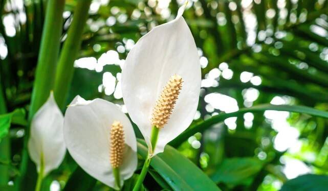 Lopatkovec, taky toulcovka nebo spatifylum (Spathiphyllum) 