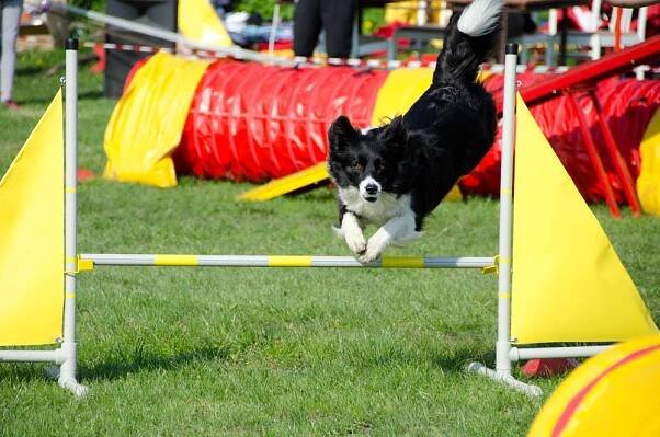 Neoficiální závody agility ve Skalici u Frýdku | JKANIMALS.cz 