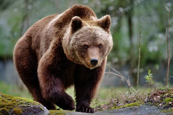 medvěd hnědý - bear - stock snímky, obrázky a fotky
