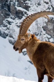 File:Alpine Ibex feb08a.jpg - Wikimedia Commons