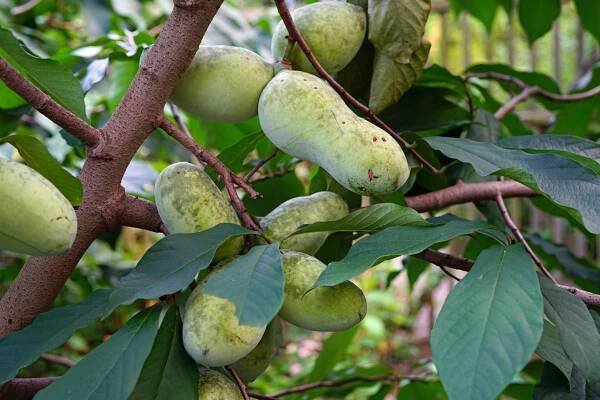 Pawpaw: everything about the fruit - Plantura