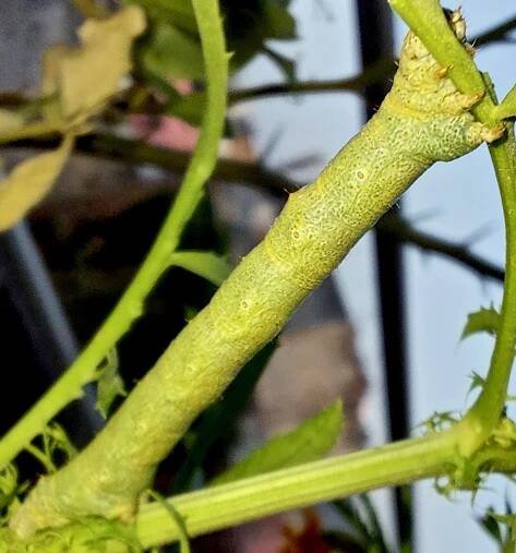Insect Identification: Lepidoptera eggs/aterpillars/pupae examples