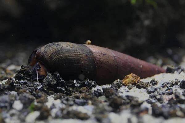 Sladkovodní plži ze Sulawesi: stručný přehled