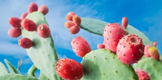 Kaktusový fik je plod opuncie mexické