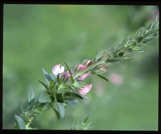 Jehlice trnitá/Ononis spinosa