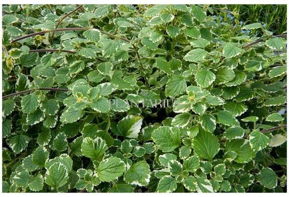 Moud, plektrantus 'Variegatus' / Plectranthus coleoides 'Variegatus'
