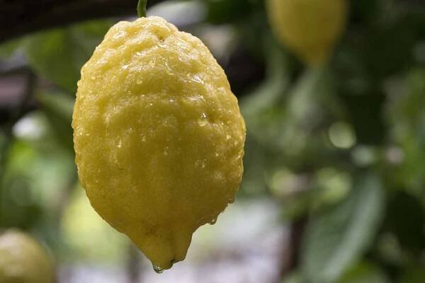 Lemon Tour + Aperitive Deluxe - Image 4