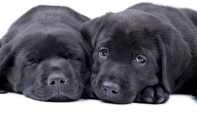 Dvě štěňata černý Labradorský retrívr — Stock obrázek