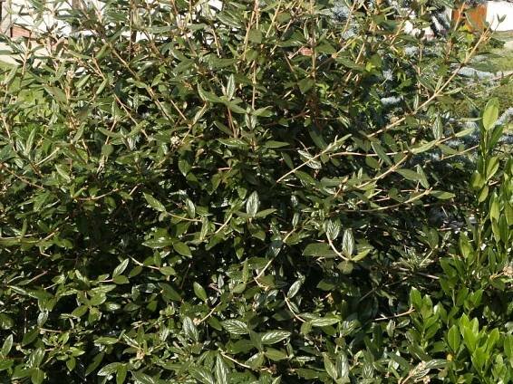 Viburnum x pragense | Listnaté dřeviny |Zahradnictví Franc 