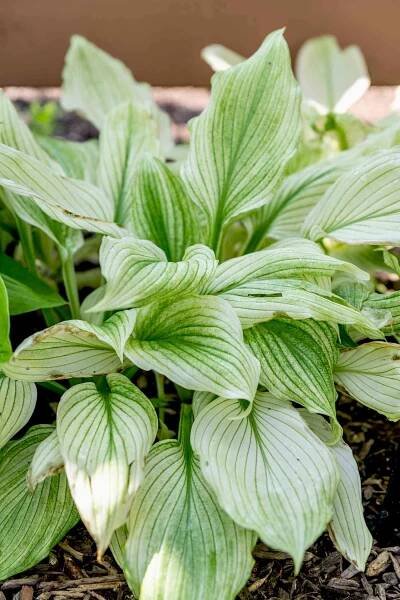 White feather plantain lily with white and green veined leaves clumped together closeup