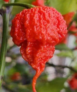 Carolina Reaper HP22B