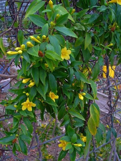 Gelsemium sempervirens