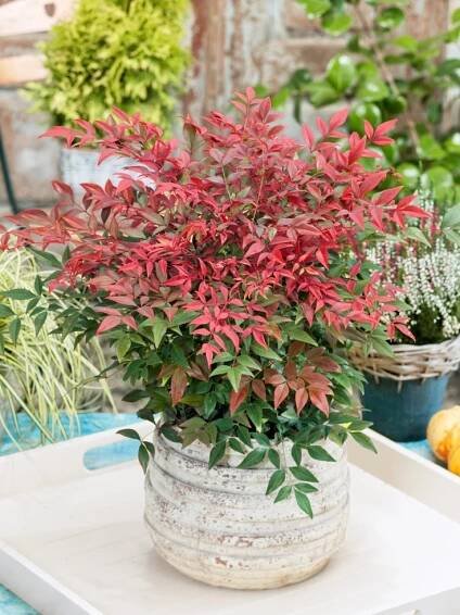 Nandina domestica ´Obsessed´ , Nandina, nebeský bambus, 80-100 cm, C15