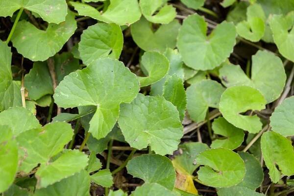 Asiaticoside, Centella Asiatica