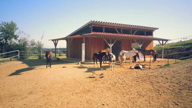 #Aktivstall Strahl #ecureiactive #activestable | Aktivstall, Pferdeunterstand, Pferdeställe
