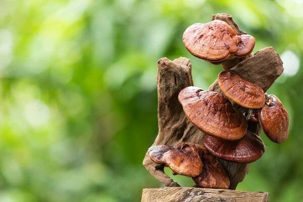 Houba Reishi: vlastnosti, kontraindikace, vedlejší účinky