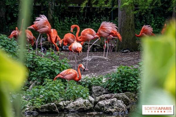 Zoo de Beauval 