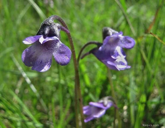 Tučnice obecná (Pinguicula vulgaris)