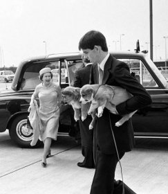 Královna přijíždí se svými psími miláčky na londýnské letiště Heathrow, 1981. Její Veličenstvo bylo po celý život milovnicí plemena corgi. 