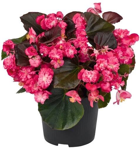 Begonia semperflorens Doublet® Red