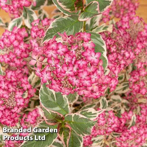 Hydrangea serrata 'Euphoria Pink' | Thompson & Morgan
