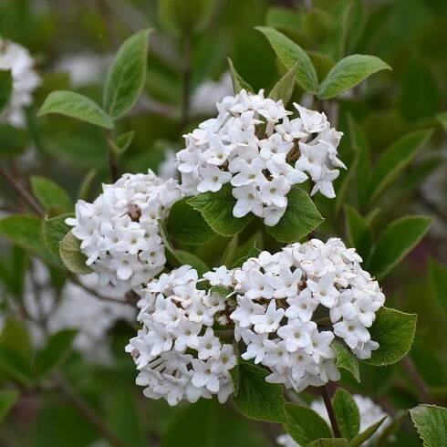 Viburnum carlesii Spice BabyTM