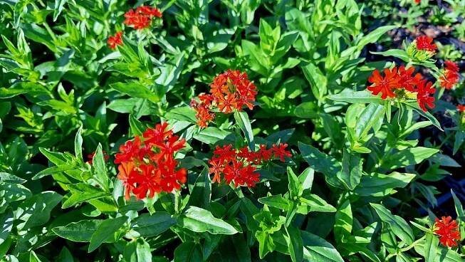 KOHOUTEK PLAMENY – LYCHNIS CHALCEDONICA