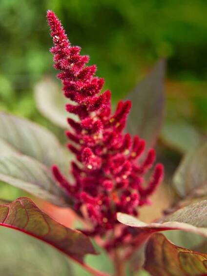purple-amaranth-plant-1e2anADTKDm9XH38BPmJ2D