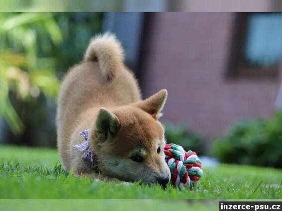 Shiba inu s PP holčička