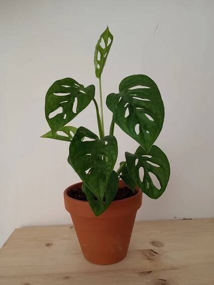 Monstera adansonii I.
