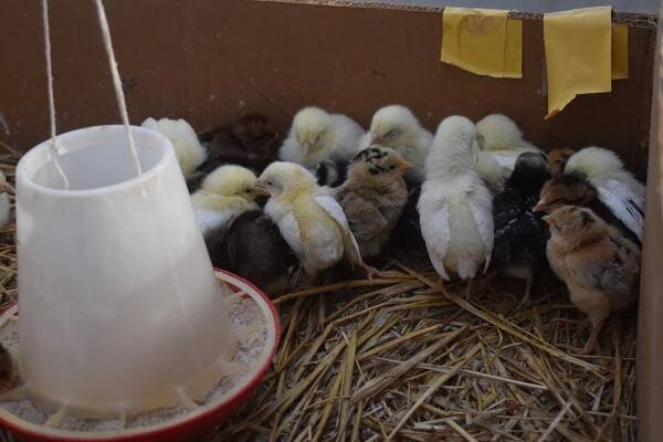 Papoušci, králíci i slepice. Výstaviště opět patřilo chovatelů