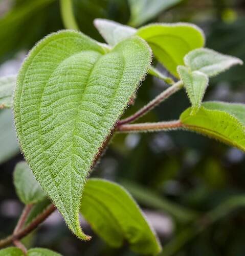 Acalypha - Wikipedia