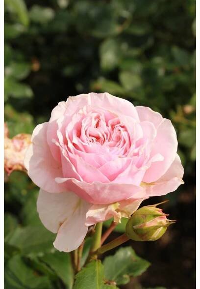 Royal Lemkes Růže (Rosa) "Amorosa" různé barvy cca výška 25 cm, pr. 10,5 cm