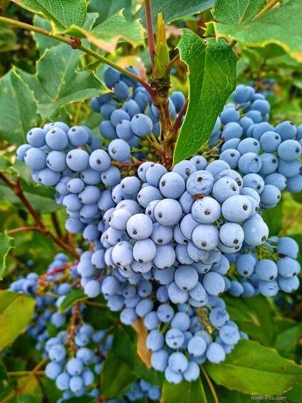 Mahonie cesmínolistá (Mahonia aquifolium)