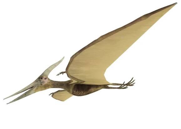 Pterodaktyl — Stock obrázek