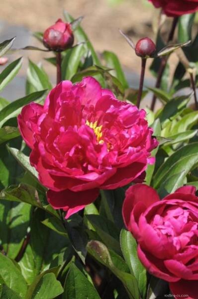 Pivoňka čínská Salamander (Paeonia lactiflora)
