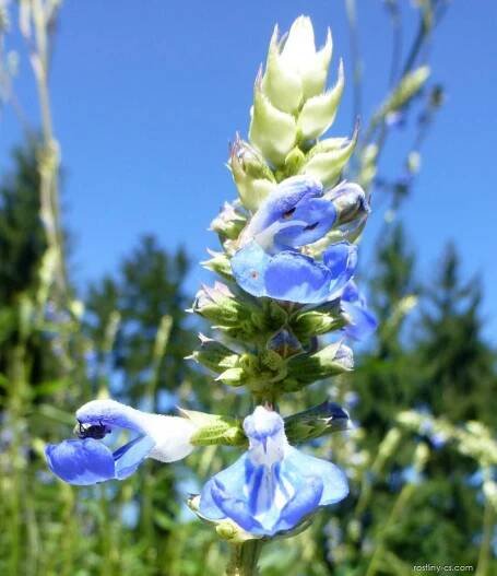Šalvěj bažinná (Salvia uliginosa), květy, květenství