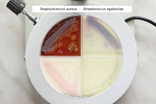 Staphylococcus aureus
