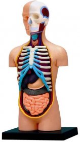 Anatomie člověka - trup
