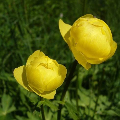 VKP Obora – Lomnice n. P. – Louky a biodiverzita