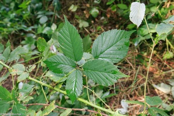 fotografie Rubus centrobohemicus (ostružiník středočeský)