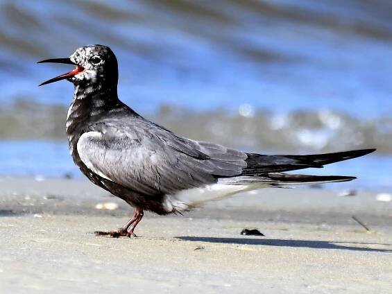 Molting adult - ML71335361