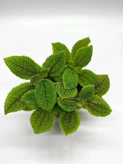 Pilea mollis Moon Valley ozdobná pokojová rostlina květináč 12 cm KRÁSNÁ