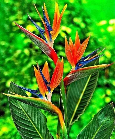 two colorful birds sitting on top of green leaves