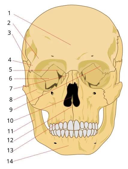 Soubor:Human skull front details numbered.svg – Wikipedie