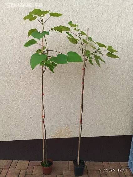 Katalpa srdčitá (Catalpa ovata) - 130 - 150 cm