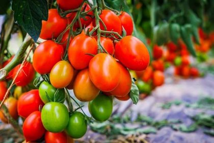 Rajčata, která zčervenají až po utržení, nejsou sice tak chuťově dobrá, ale obsahují stejné množství cenných látek jako rajčata, která uzrálá na slunci. 