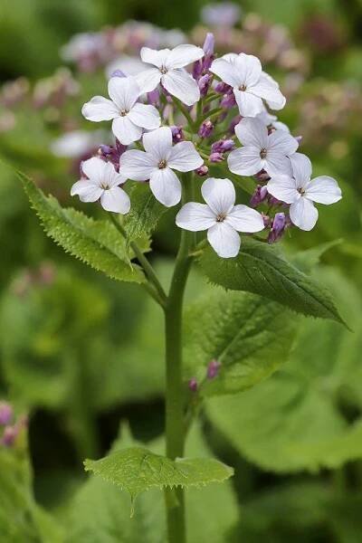 Měsíčnice vytrvalá (Lunaria rediviva)