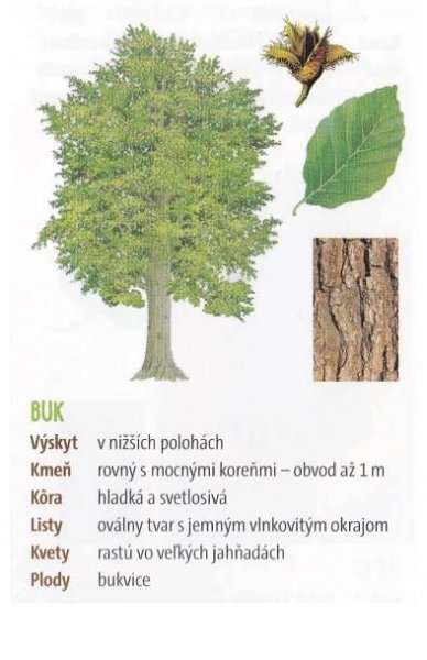 Spoznávame listnaté stromy - Skauti Humenné